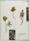 Foto von Salix pedicellaris Pursh